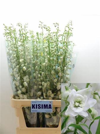 <h4>Delph Du C Wh Shades</h4>