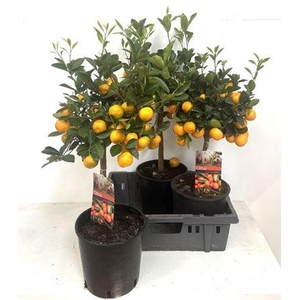 Citr Microcarpa Met Vruchten / Trossen