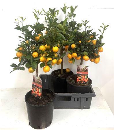 <h4>Citr Microcarpa Met Vruchten / Trossen</h4>