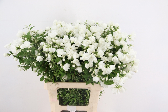 <h4>PHILAD SNOWBELLE</h4>