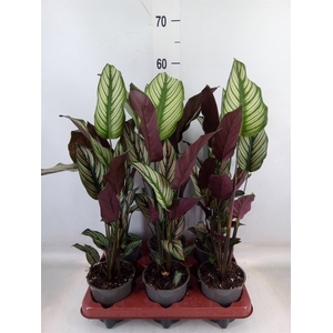Calathea majestica 'Whitestar'
