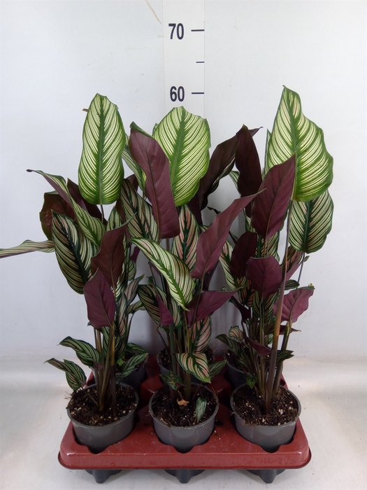 <h4>Calathea majestica 'Whitestar'</h4>