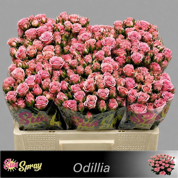 <h4>R TR ODILIA</h4>