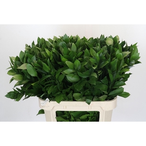 RUSCUS HYPOPHYLLUM