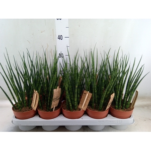 Sansevieria  'Fernwood'