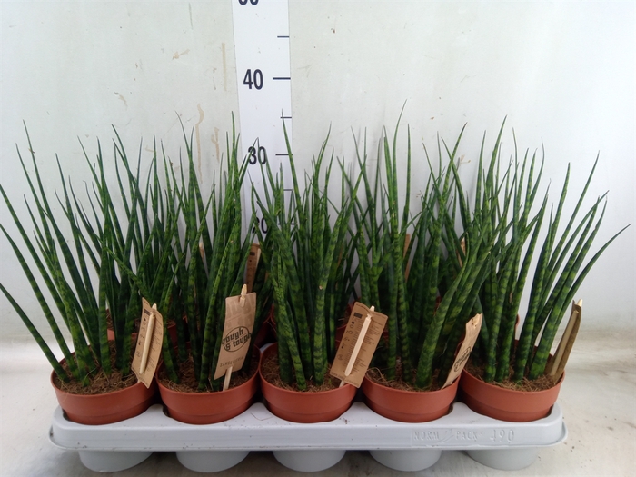 <h4>Sansevieria  'Fernwood'</h4>