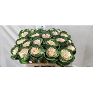 Brassica white crane