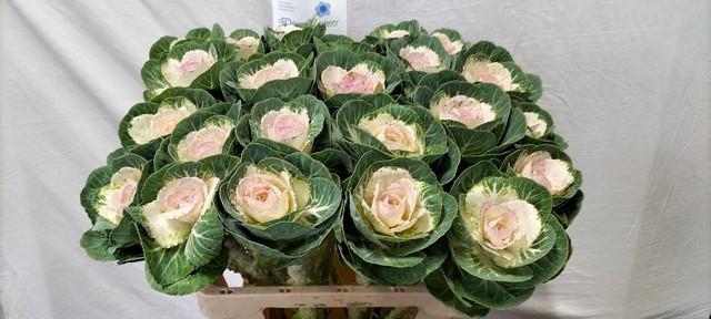 <h4>Brassica white crane</h4>