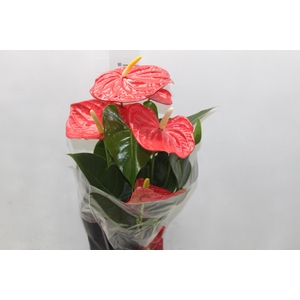 ANTHURIUM OREGON P19 VERMELHO