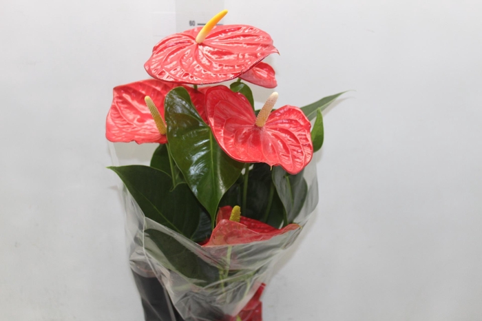 <h4>ANTHURIUM OREGON P19 VERMELHO</h4>