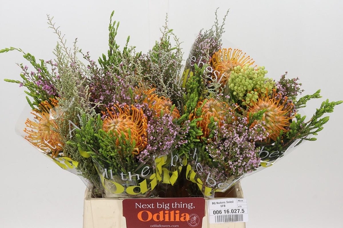<h4>BQ Nutans Soleil SFB</h4>