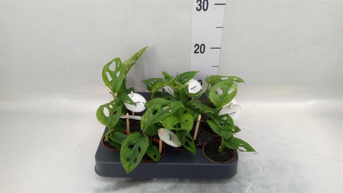 <h4>Monstera obliqua 'Leichtlinii'</h4>