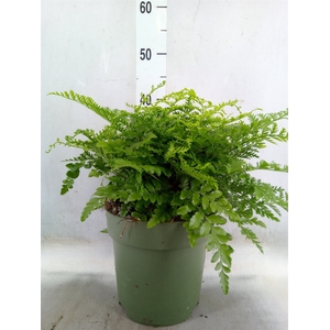 Asplenium parvati