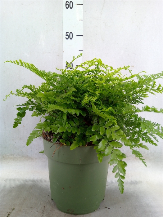 <h4>Asplenium parvati</h4>