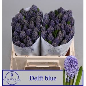 Hyac Delft Blue