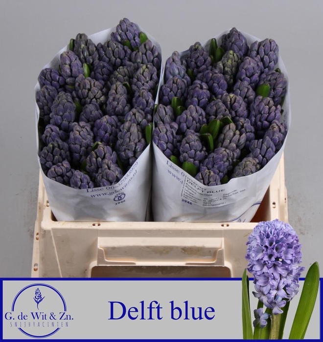 <h4>HYAC DELFT BLUE</h4>