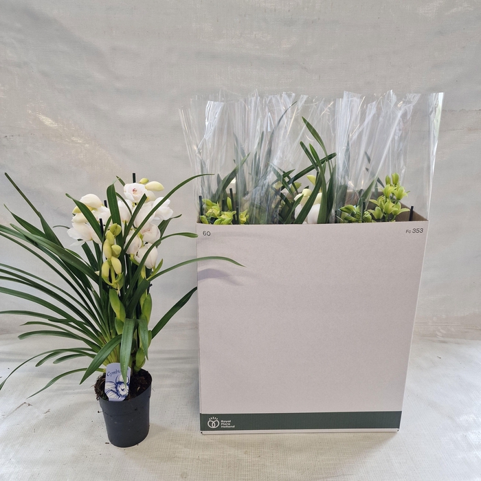 <h4>CYMB GEMENGD</h4>