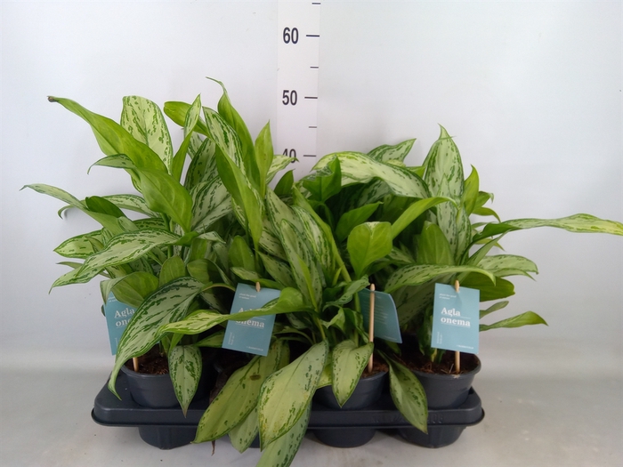 <h4>Aglaonema comm. 'Silver Queen'</h4>