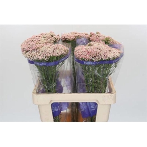 Ozothamnus Cooks Tall Pink