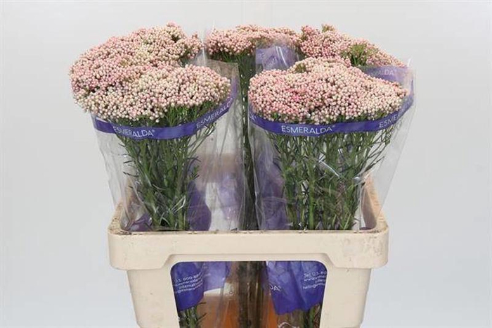 <h4>Ozothamnus Cooks Tall Pink</h4>