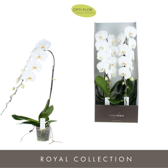 <h4>Phal Formidablo Yosemite Falls 1 Tak</h4>