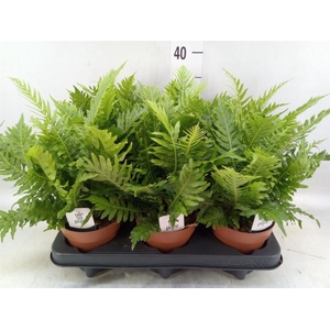 Blechnum gibbum 'Silver Lady'