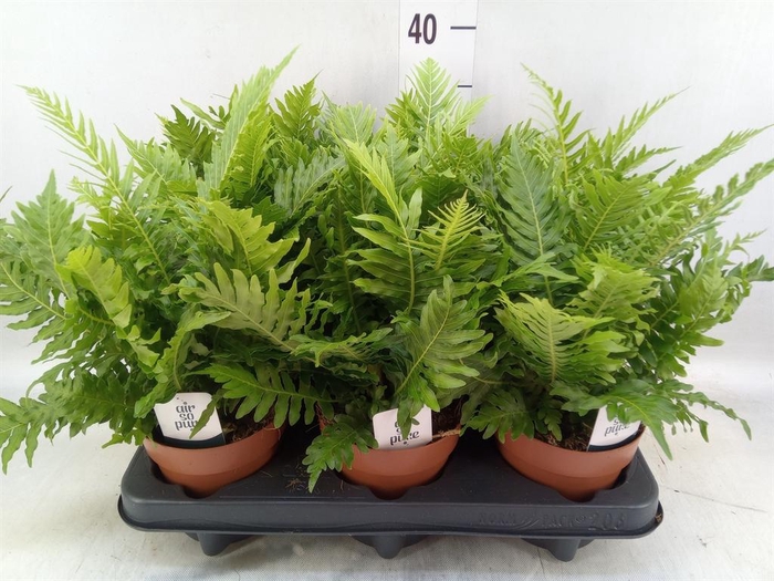 <h4>Blechnum gibbum 'Silver Lady'</h4>