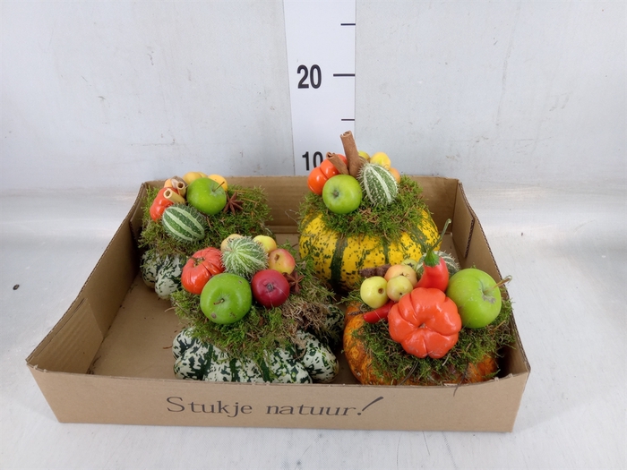 <h4>Cucurbita</h4>