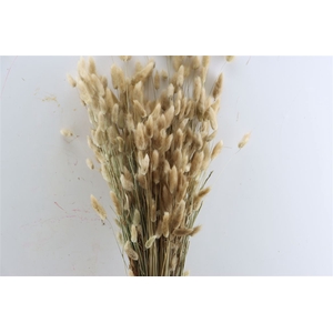 Dried Lagurus Natural Bunch 100gram