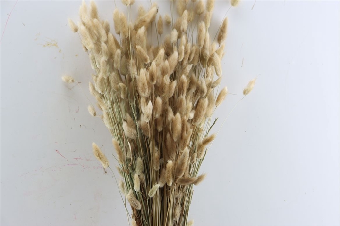 <h4>Dried Lagurus Natural Bunch 100gram</h4>