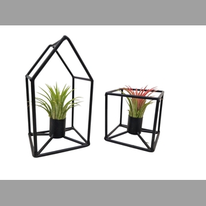 ARR TILLANDSIA