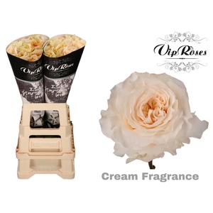 R GR CREAM FRAGRANC+ x 20