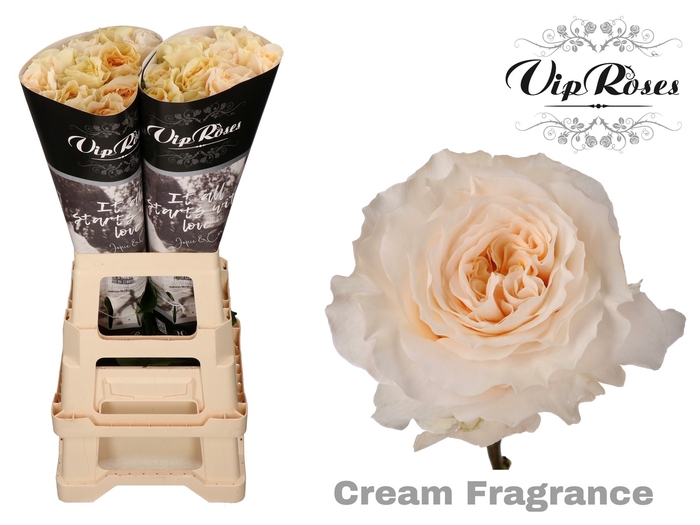 R GR CREAM FRAGRANC+ x 20