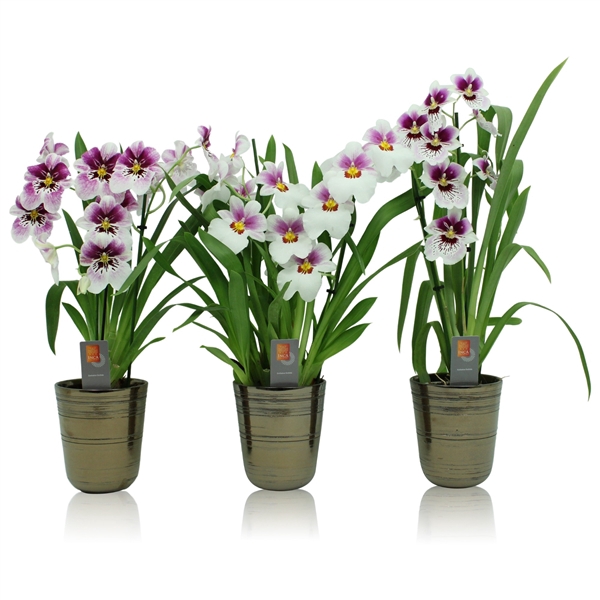 <h4>Inca Miltoniopsis 2 spike mix in kraspot bruin</h4>