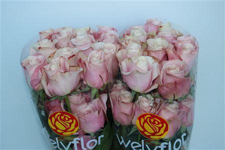 <h4>R GR SECRET GARDEN</h4>