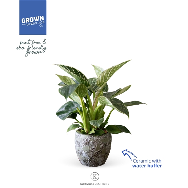 <h4>Philodendron - KARMA White Stripe | Sierpop + Waterreservoir</h4>