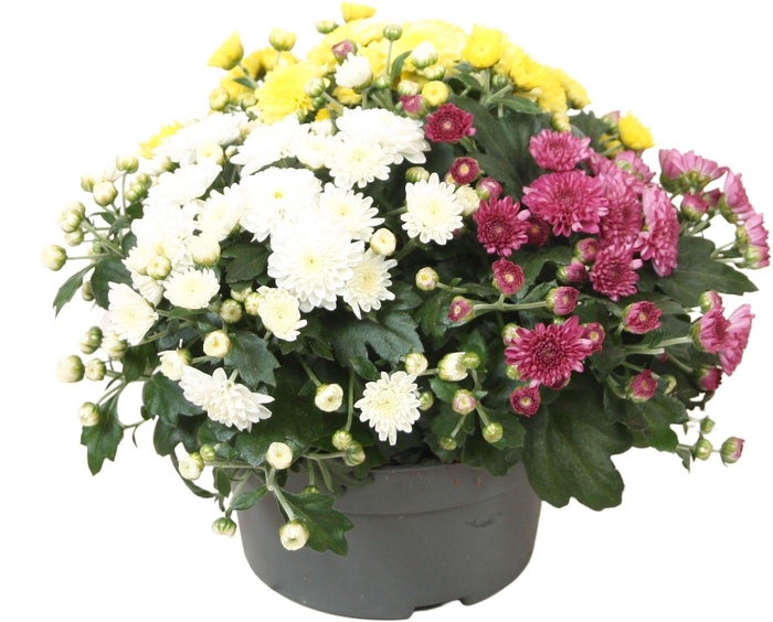 <h4>Chrysant 'Biedermeier' Carnaval</h4>