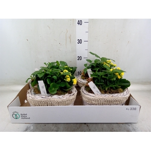 Arr.   Planten L%