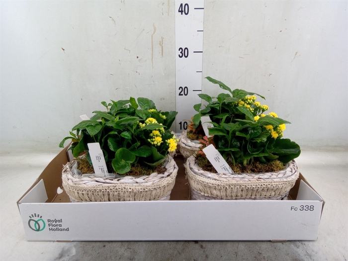 <h4>Arr.   Planten L%</h4>
