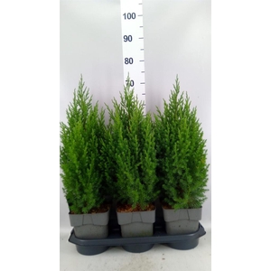 Juniperus chinensis 'Stricta'