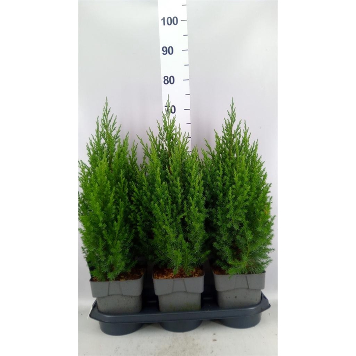 <h4>Juniperus chinensis 'Stricta'</h4>