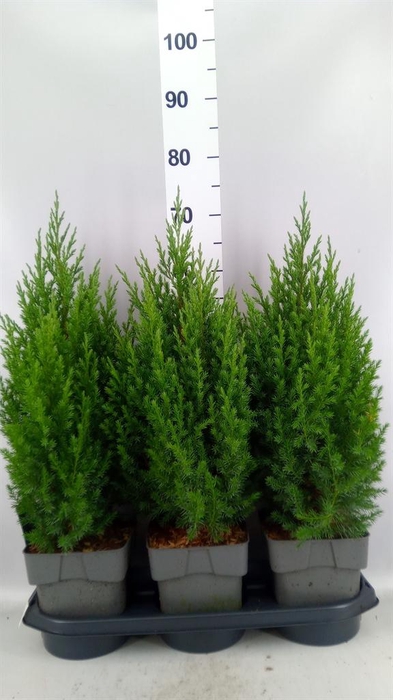 <h4>Juniperus chinensis 'Stricta'</h4>