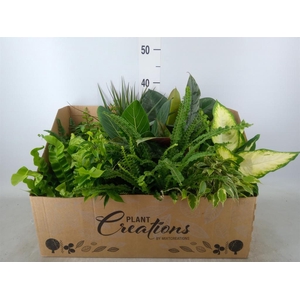 Planten Groen   ...mix 12