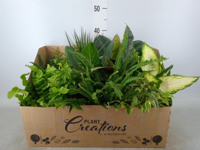 <h4>Planten Groen   ...mix 12</h4>