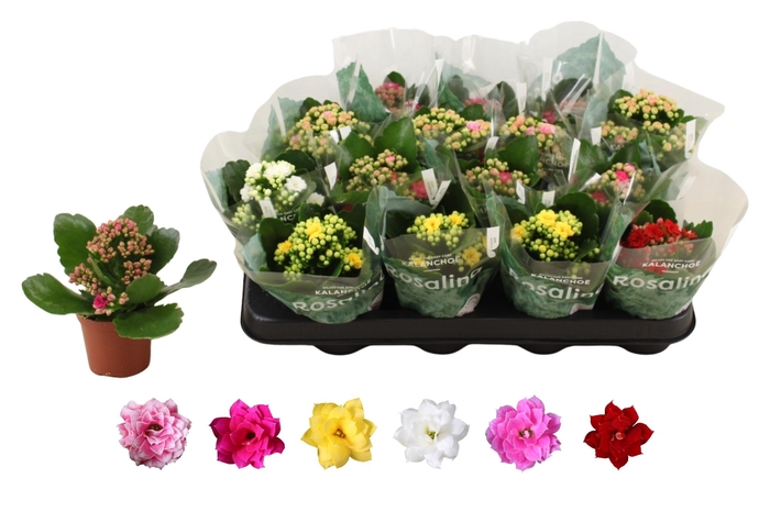 <h4>KAL GE RO GEM 6 KL</h4>