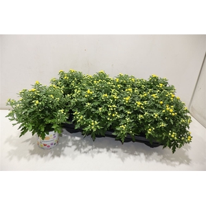 Chry Bl Beau Yellow