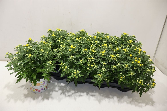 <h4>Chry Bl Beau Yellow</h4>