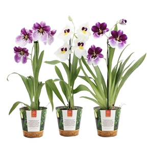 Inca Miltoniopsis mix 1 spike in Jungle cover