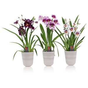 Inca Miltoniopsis 3 spike mix in kraspot wit