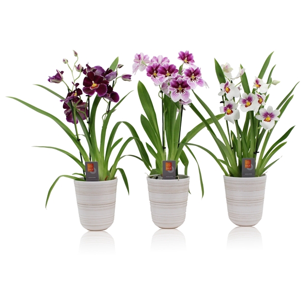 <h4>Inca Miltoniopsis 3 spike mix in kraspot wit</h4>